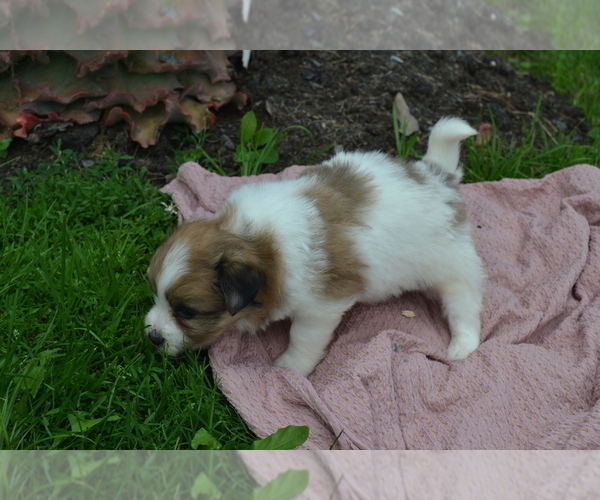 Medium Photo #3 Bichon-A-Ranian Puppy For Sale in GREENWOOD, WI, USA