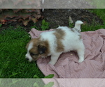 Small #2 Bichon-A-Ranian