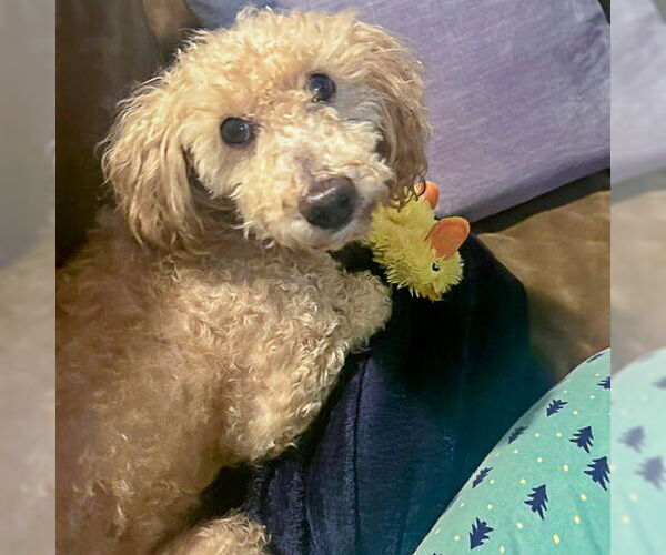 Medium Photo #6 Mutt Puppy For Sale in Huntley, IL, USA