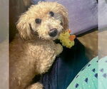 Small #5 Mutt
