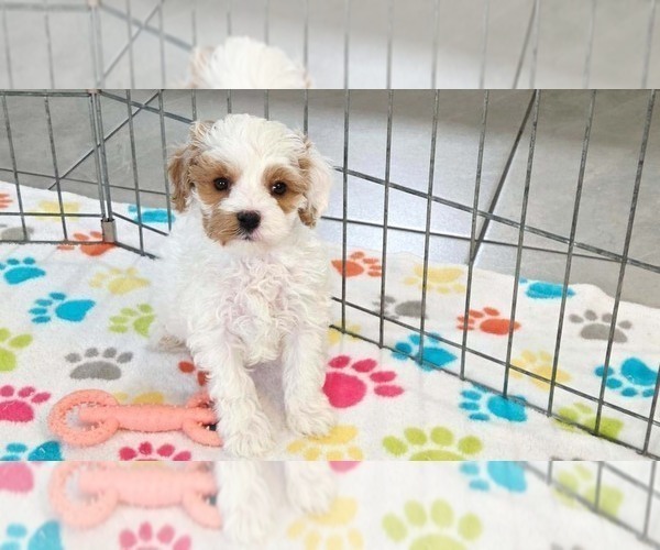 Medium Photo #3 Cavapoo (Miniature)-Poodle (Toy) Mix Puppy For Sale in ORO VALLEY, AZ, USA