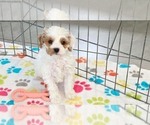 Small #2 Cavapoo (Miniature)-Poodle (Toy) Mix