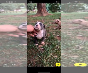 American Pit Bull Terrier Puppy for sale in ARCADIA, NC, USA