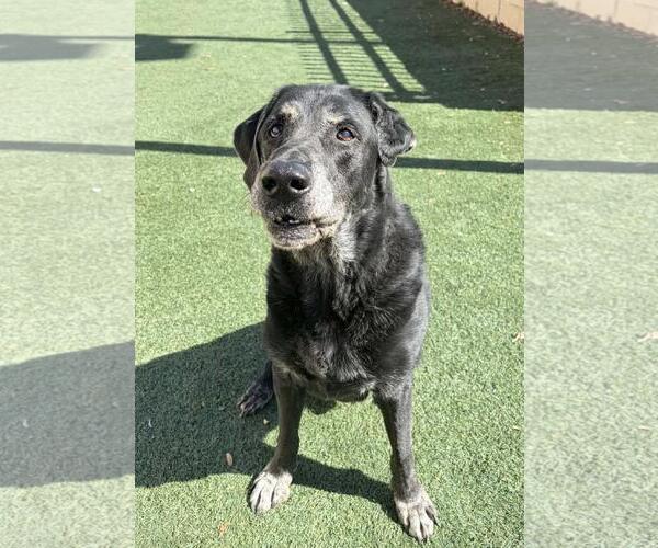 Medium Photo #3 Labrador Retriever-Unknown Mix Puppy For Sale in Rockwall, TX, USA