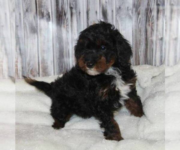 Medium Photo #3 Bernedoodle-Poodle (Miniature) Mix Puppy For Sale in STANLEY, WI, USA