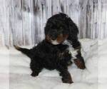 Small Photo #3 Bernedoodle-Poodle (Miniature) Mix Puppy For Sale in STANLEY, WI, USA