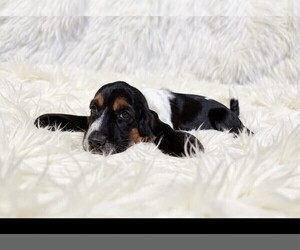 Basset Hound Puppy for sale in SALEM, WV, USA