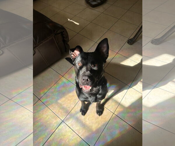 Medium Photo #2 Shepradors Puppy For Sale in Miami, FL, USA