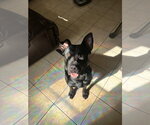 Small Photo #2 Shepradors Puppy For Sale in Miami, FL, USA
