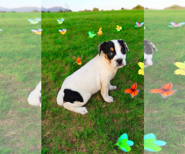 Medium Photo #20 Basenji-Rat Terrier Mix Puppy For Sale in McKinney, TX, USA