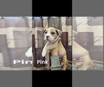 Puppy Pink American Bully
