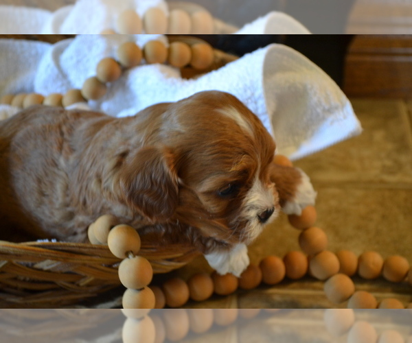 Medium Photo #11 Cavapoo (Miniature) Puppy For Sale in GREENWOOD, WI, USA