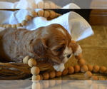 Small Photo #11 Cavapoo (Miniature) Puppy For Sale in GREENWOOD, WI, USA