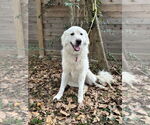 Small #2 Great Pyrenees