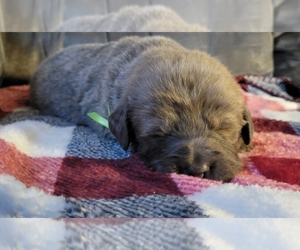 Medium Photo #3 Tibetan Mastiff Puppy For Sale in PRINCETON, MN, USA