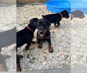 Medium Doberman Pinscher