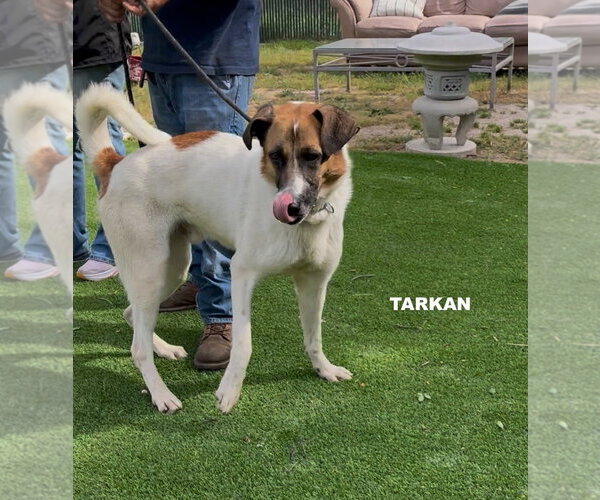 Medium Photo #5 Mutt Puppy For Sale in Woodland Hills, CA, USA