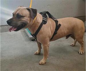 Mutt Dogs for adoption in Camarillo, CA, USA