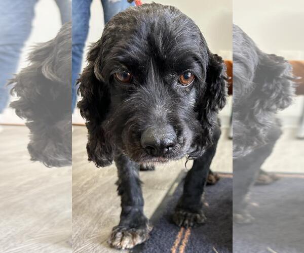Medium Photo #3 Cocker Spaniel Puppy For Sale in Westminster, MD, USA