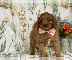 Cavapoo Puppy for sale in LANCASTER, PA, USA