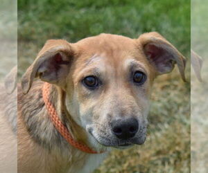 Anatolian Shepherd-Unknown Mix Dogs for adoption in Huntley, IL, USA