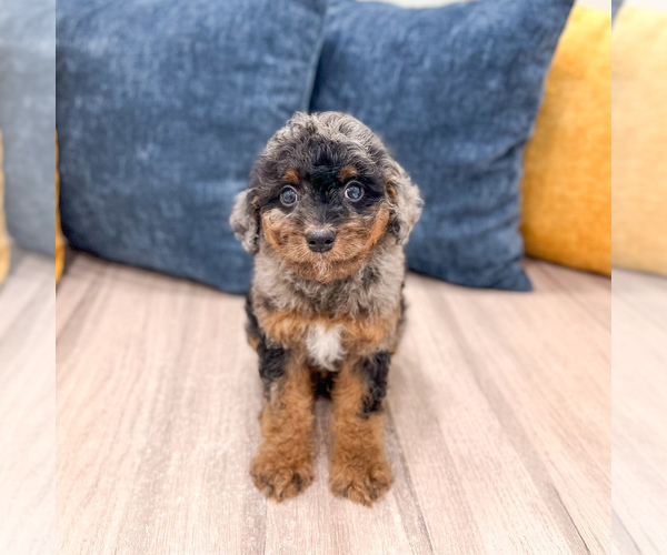 Medium Photo #1 Cavapoo (Miniature) Puppy For Sale in MILLERSBURG, OH, USA