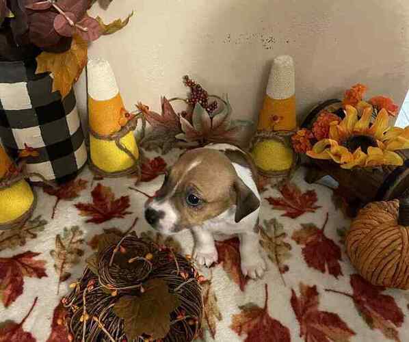 Medium Photo #1 Jack Russell Terrier Puppy For Sale in LINCOLN, IL, USA