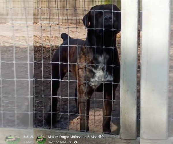 Medium Photo #1 America Bandogge Mastiff Puppy For Sale in DEER PARK, TX, USA