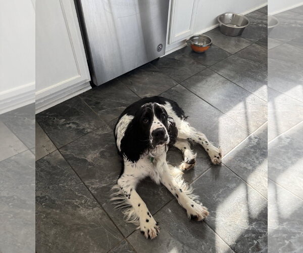 Medium Photo #6 English Springer Spaniel Puppy For Sale in Ball Ground, GA, USA