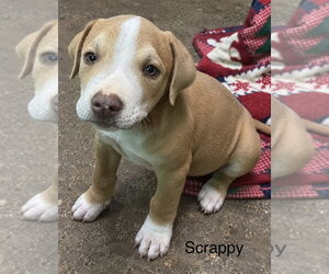 Mutt Dogs for adoption in Wenonah, NJ, USA