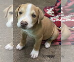 Scrappy (Seven Wonders 2026) - Male Mutt Dog for Adoption - Small photo
