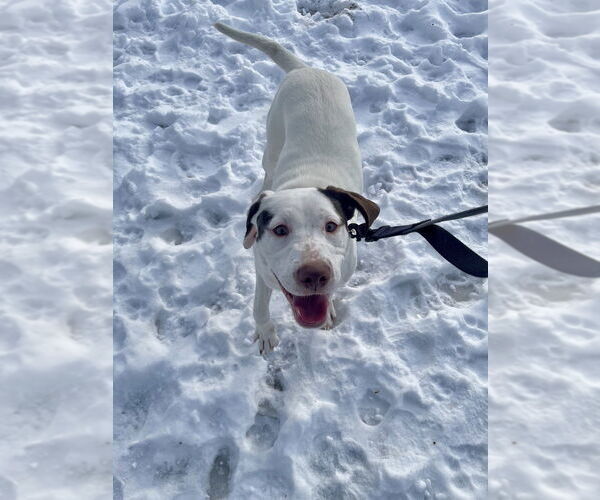 Medium Photo #8 Labrador Retriever-Unknown Mix Puppy For Sale in Brewster, NY, USA