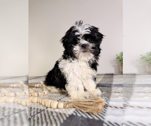 Shih Tzu Puppy for sale in GREENFIELD, IN, USA