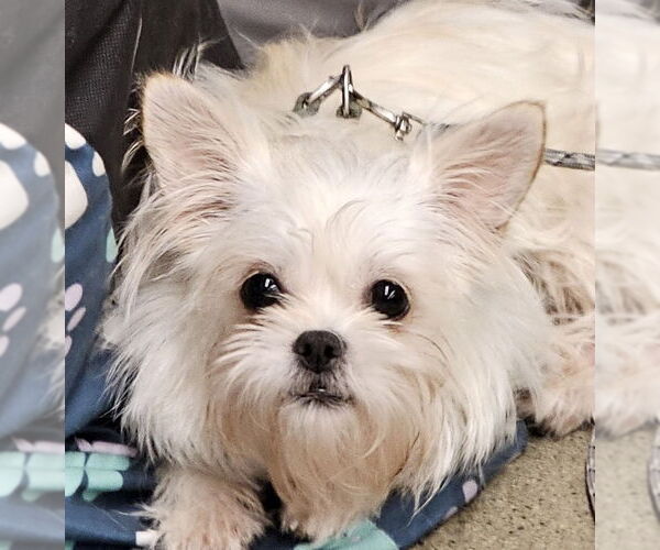 Medium Photo #1 ShiChi Puppy For Sale in Olalla, WA, USA