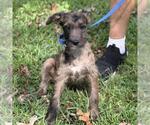 Small #2 Labrador Retriever Mix