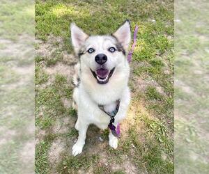Australian Shepherd-Siberian Husky Mix Dogs for adoption in Dedham, MA, USA