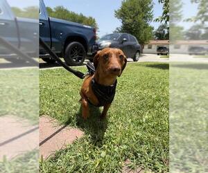Dachshund Dogs for adoption in San Antonio, TX, USA