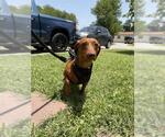 Small Dachshund