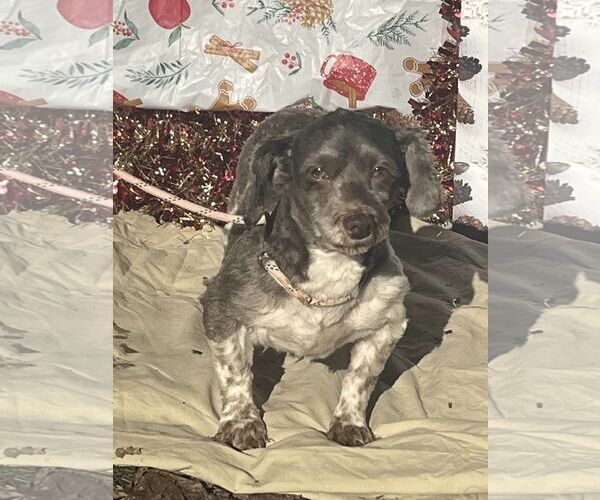 Medium Photo #2 Havanese Puppy For Sale in HOPKINSVILLE/PRINCETON, KY, NH, USA