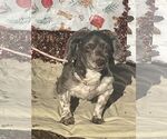 Small #1 Havanese