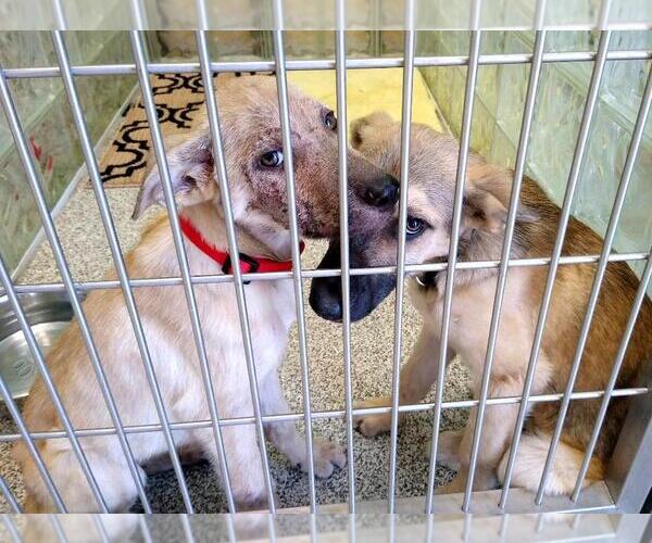 Medium Photo #4 German Shepherd Dog Puppy For Sale in Kansas City, MO, USA