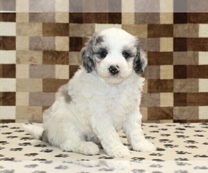 Bernedoodle (Miniature) Puppy for sale in DENVER, PA, USA