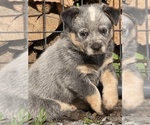 Small #2 Australian Cattle Dog