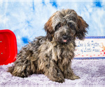 Puppy Shilo Poovanese