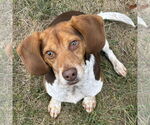 Small Beagle