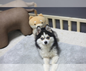 Father of the Pomsky puppies born on 02/15/2022