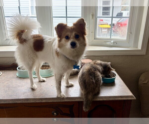 Medium Photo #5 Pomimo Puppy For Sale in Plainfield, IL, USA
