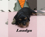 Small #6 Cavalier King Charles Spaniel