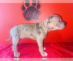 Small #2 American Bully