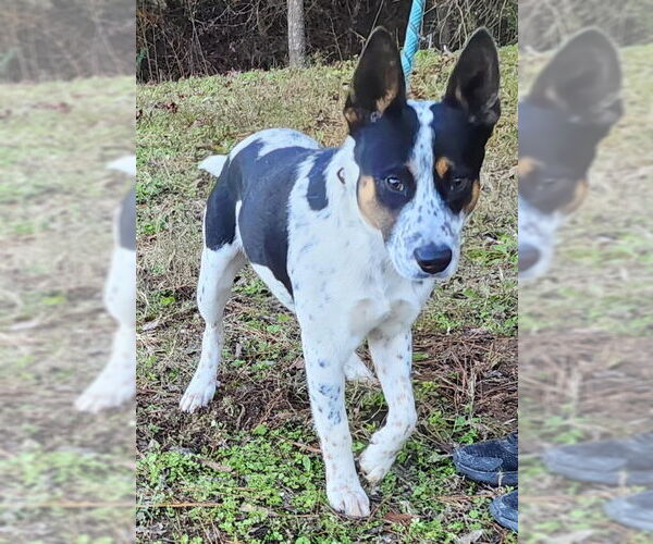 Medium Photo #2 Mutt Puppy For Sale in Wetumpka, AL, USA